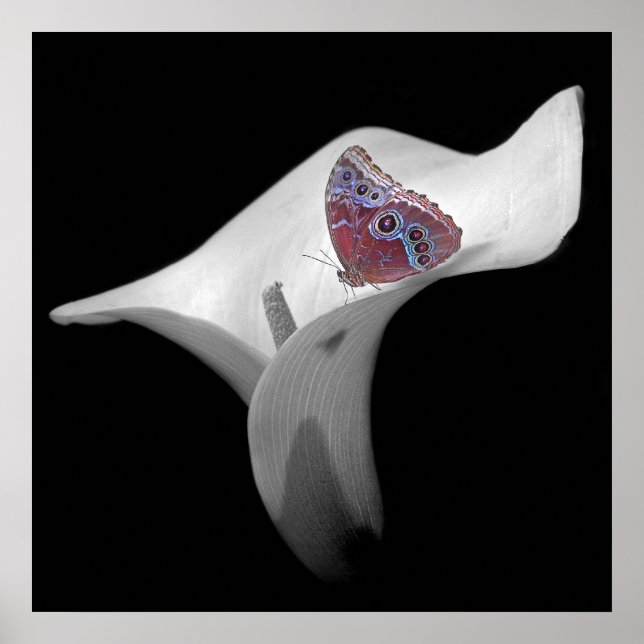 Poster Papillon en Lily blanche (Devant)