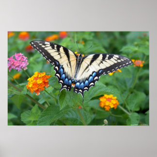 Poster Papillon - Eperon du tigre de l'Est