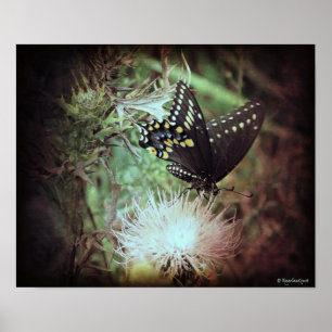 Poster papillon et chardon