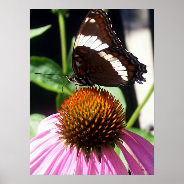 Poster Papillon et Echinecea 92 (Devant)