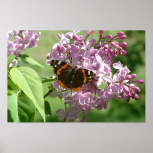 Poster Papillon et lilas
