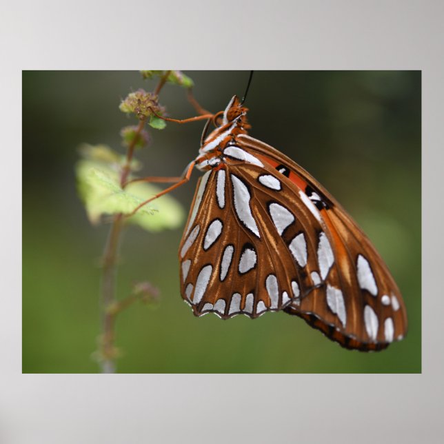 Poster Papillon Golfe Fritillaire Passion Orange tacheté (Devant)