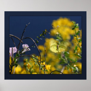 Poster Papillon - Imprimer - 24x20 - ou plus petit