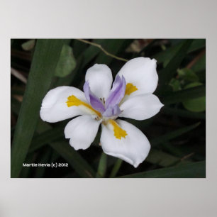 Poster Papillon iris