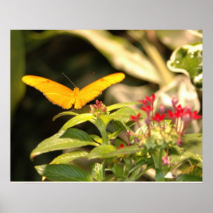 Poster Papillon jaune