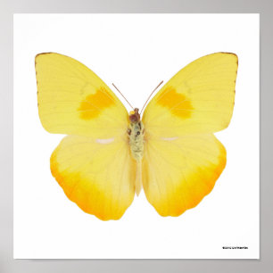 Poster Papillon jaune de basse commune