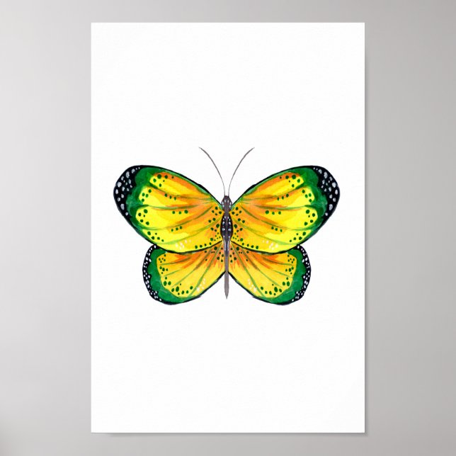 Poster Papillon jaune et vert (Devant)