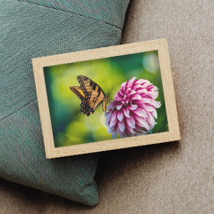 Poster Papillon jaune sur Dahlia rose dans un jardin