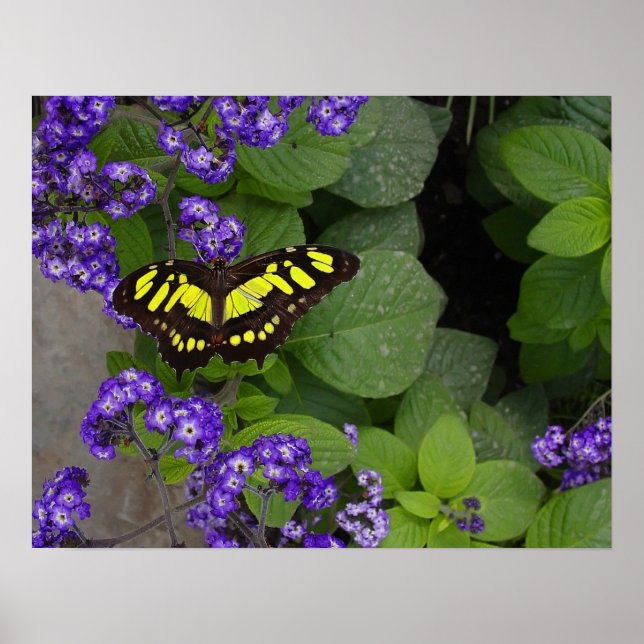 Poster Papillon jaune sur les fleurs violettes Imprimer (Devant)