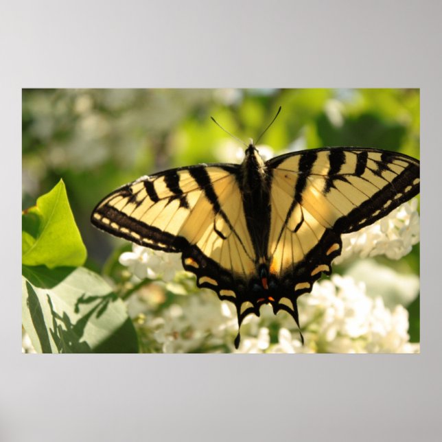 Poster Papillon jaune sur lilas Imprimer (Devant)