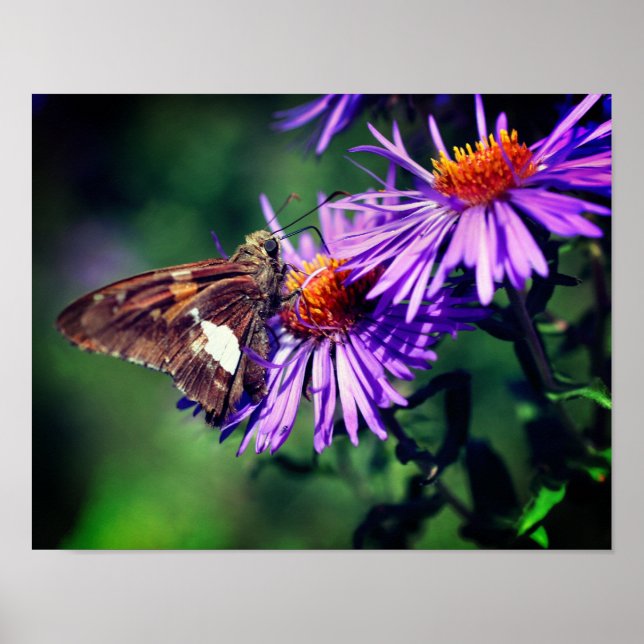 Poster Papillon Lady Peint Sur Fleur Aster Sauvage (Devant)