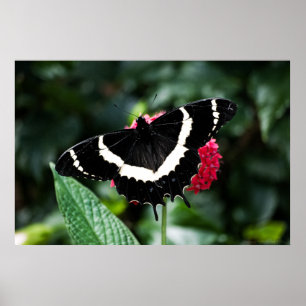 Poster Papillon Lolipop Print