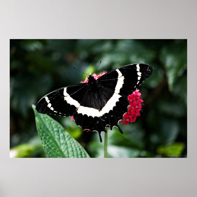 Poster Papillon Lolipop Print (Devant)