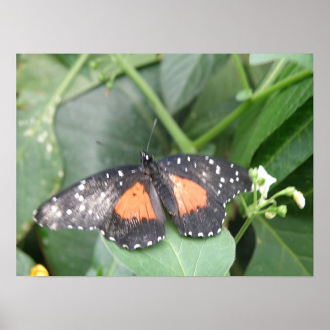 Poster Papillon long tigre (Devant)