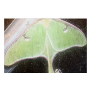 Poster Papillon lune en gros plan