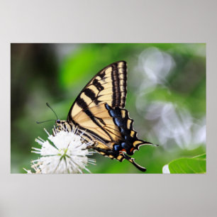 Poster Papillon Magic Wall Art