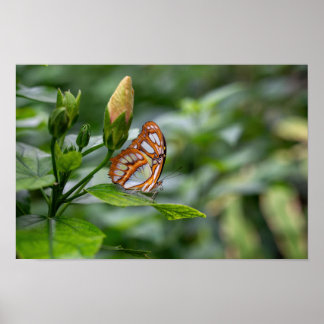 Poster papillon malachite