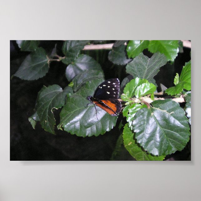 Poster Papillon monarque (Devant)