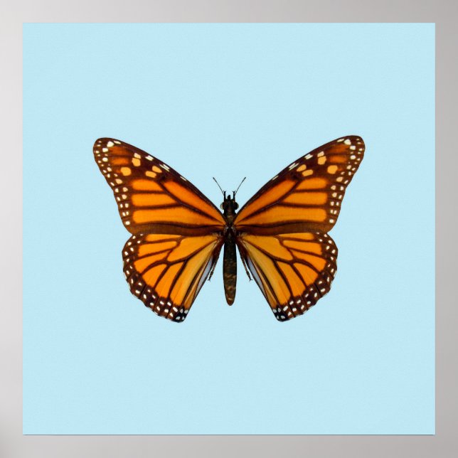 Poster Papillon monarque (Devant)