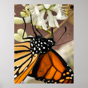 Poster Papillon monarque