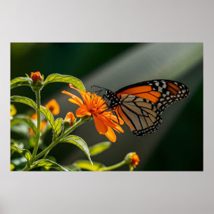 Poster Papillon monarque