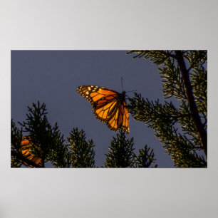 Poster Papillon Monarque