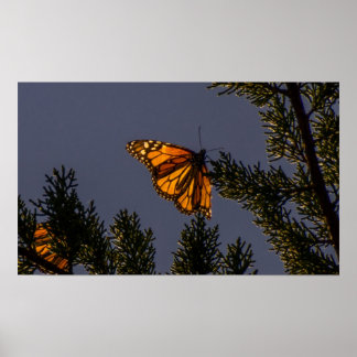 Poster Papillon Monarque