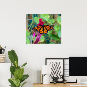 Poster Papillon monarque