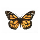 Papillon monarque