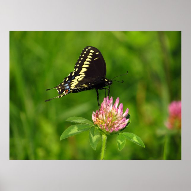 Poster Papillon monarque (Devant)