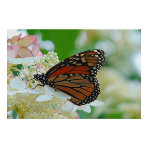 Poster Papillon monarque