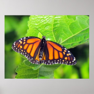 Poster Papillon monarque