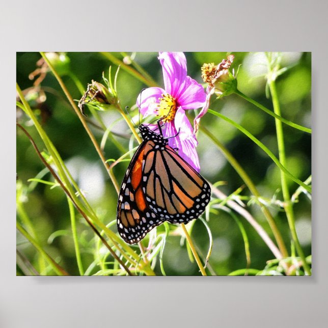 Poster Papillon monarque (Devant)