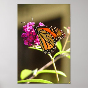 Poster Papillon monarque