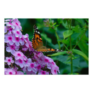 Poster Papillon monarque