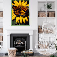 Papillon monarque
