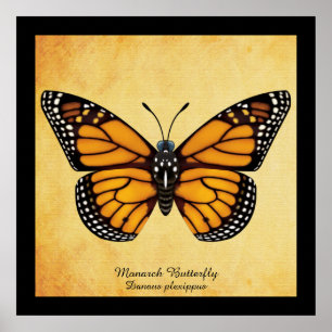 Poster Papillon monarque