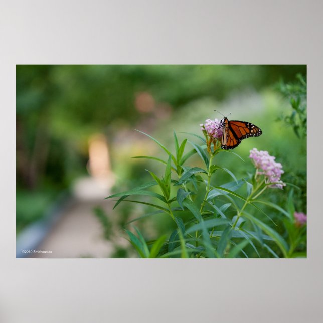 Poster Papillon monarque (Devant)