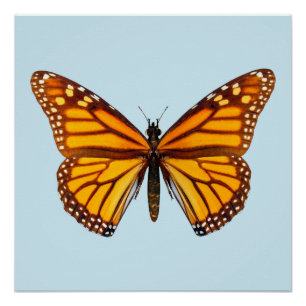 Poster Papillon monarque
