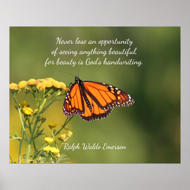 Poster Papillon monarque (Devant)