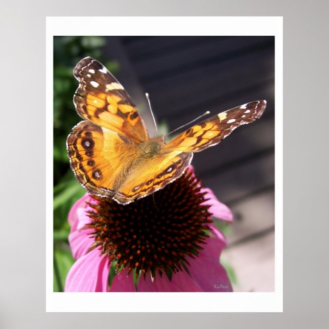 Poster Papillon Monarque 2 (Devant)