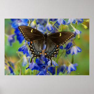 Poster Papillon monarque   Danaus Plexippus