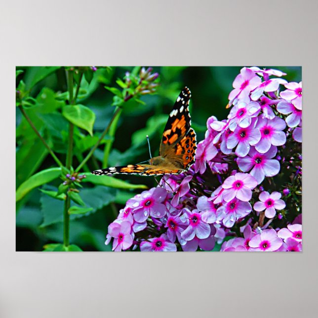 Poster Papillon Monarque dans les Fleurs (Devant)