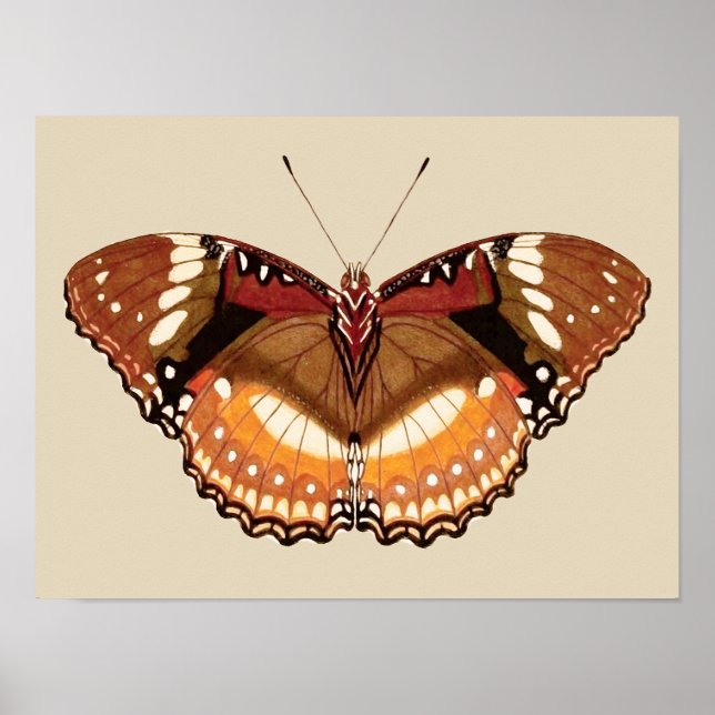 Poster Papillon Monarque en Brown, rouille et crème (Devant)