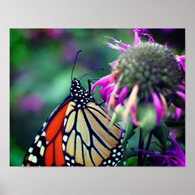 Poster Papillon Monarque En Fleur Fermer (Devant)