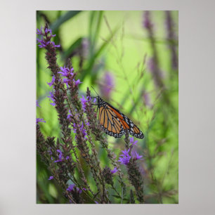 Poster Papillon monarque gros plan sur les fleurs violett