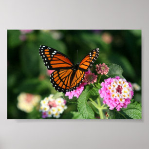 Poster Papillon Monarque sur Fleur Lantana