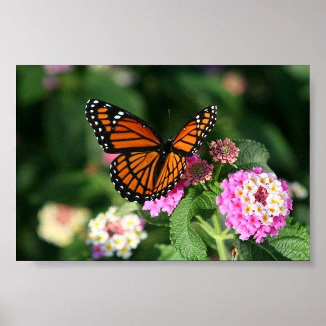 Poster Papillon Monarque sur Fleur Lantana (Devant)