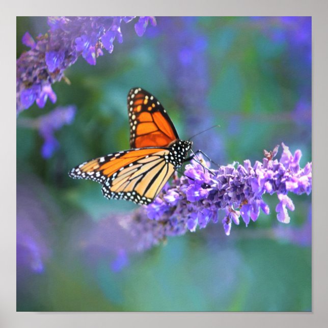 Poster Papillon Monarque sur Fleur violette lilas (Devant)