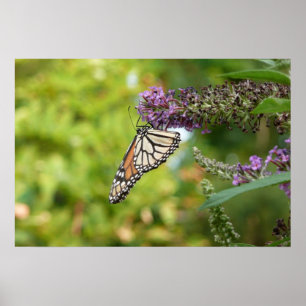 Poster Papillon Monarque sur papillon pourpre Bush
